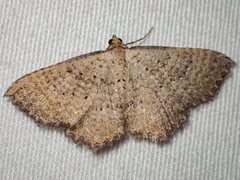 Chrysolarentia microcyma