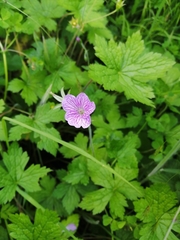 Geranium versicolor