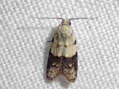 Tracholena sulfurosa