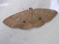 Poecilasthena anthodes