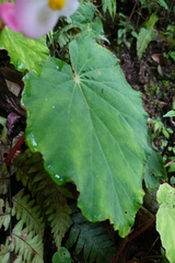 Begonia pinglinensis, photograph (c) 如此甚好, some rights reserved (CC BY)