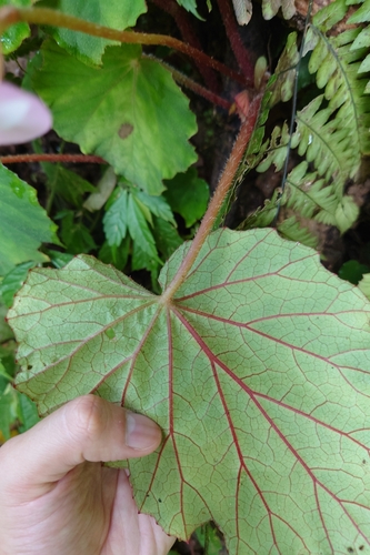 Begonia pinglinensis, photograph 4
