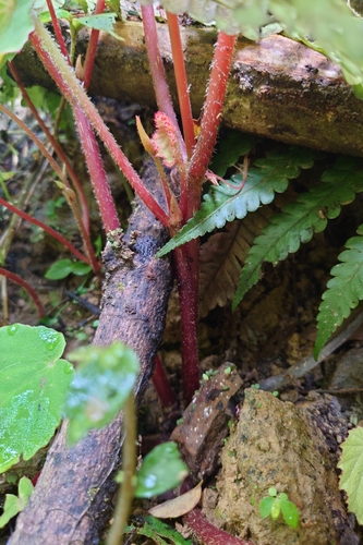 Begonia pinglinensis, photograph 5