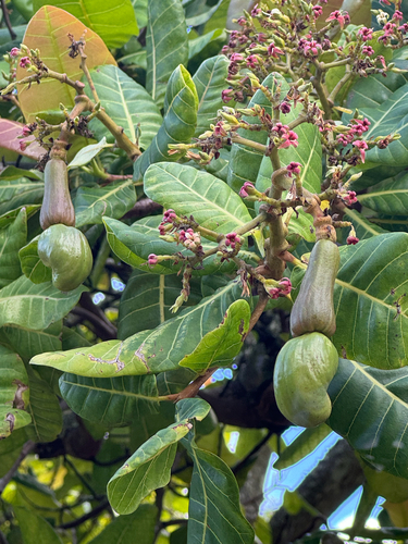 Anacardium occidentale observed 2024-06-12