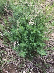 Medicago sativa