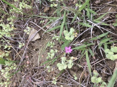 Erodium cicutarium