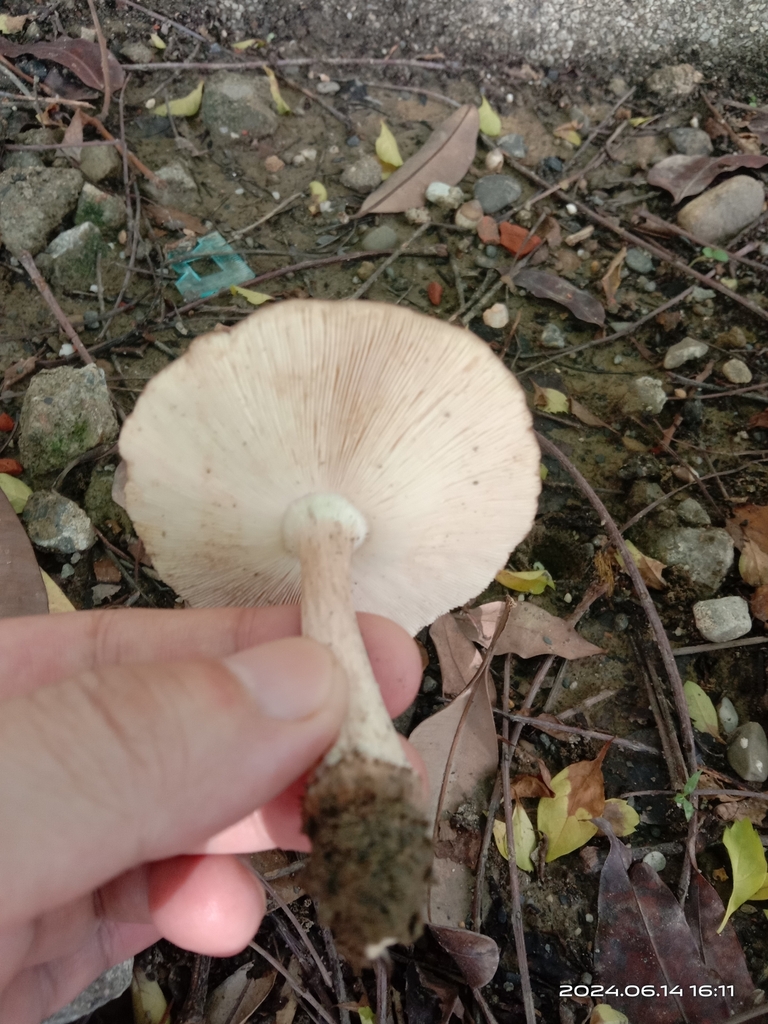 Pluteus cervinus · June 2024 · photo: © naturalist97663 (iNaturalist, cc0)
