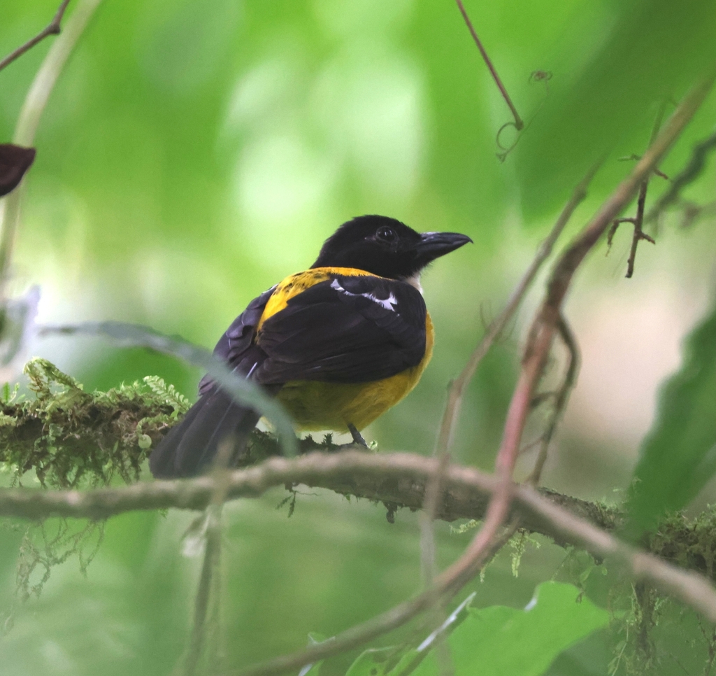 White-Throated Shrike-Tanager