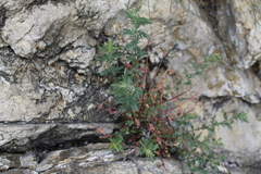 Penstemon richardsonii