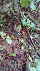 Convolvulus crenatifolius