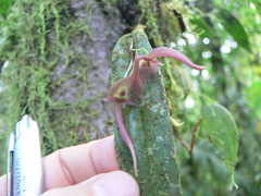 Pleurothallis ruberrima