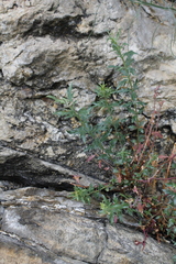 Penstemon richardsonii