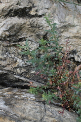 Penstemon richardsonii