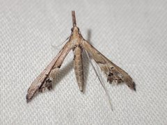 Tineodes adactylalis