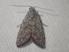 Nola pleurosema