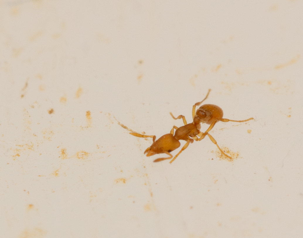 Strumigenys mitis