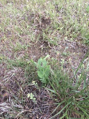 Convolvulus arvensis