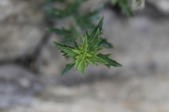 Penstemon richardsonii