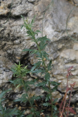 Penstemon richardsonii