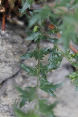 Penstemon richardsonii