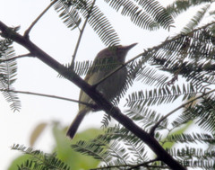 Poecilotriccus latirostris