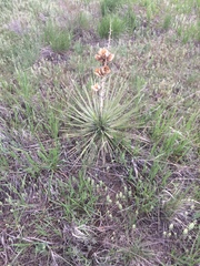Yucca glauca