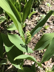 Convallaria