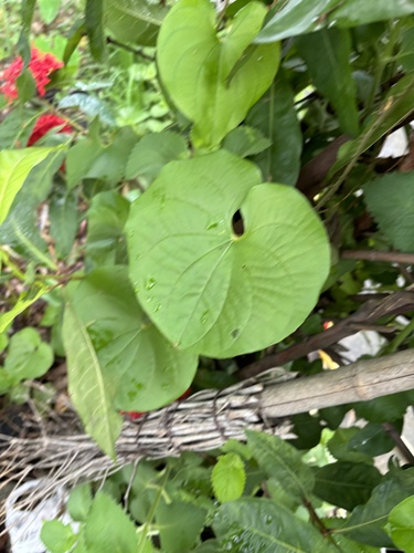 Dioscorea esculenta observed 2024-06-14