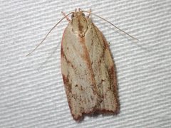 Euchaetis inceptella