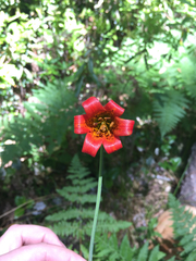 Lilium maritimum