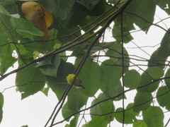 Todirostrum chrysocrotaphum