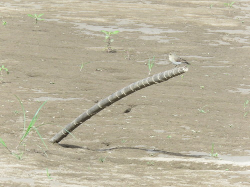 Little Ground Tyrant (Syrtidicola fluviatilis), photo 6