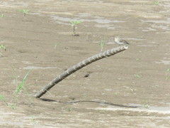 Syrtidicola fluviatilis