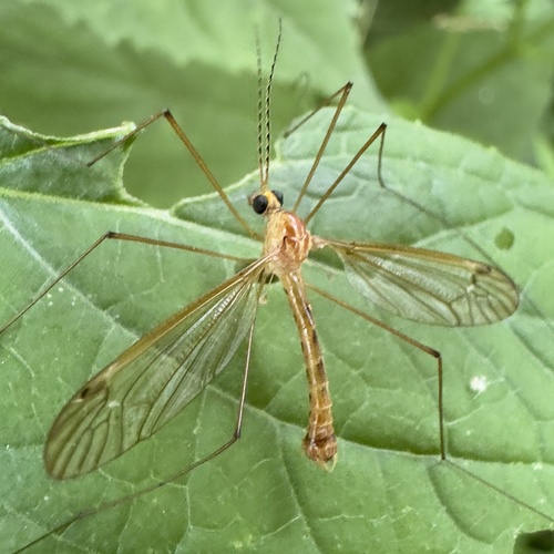 Nephrotoma eucera photo 5