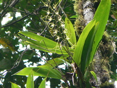 Brassia