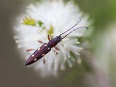 Eburophora octoguttata