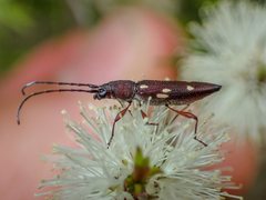 Eburophora octoguttata
