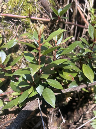Lysimachia kalalauensis observed 2024-06-11