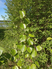 Betula × aurata