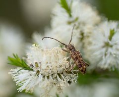 Pempsamacra dispersa