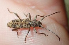 Pempsamacra dispersa