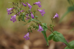 Penstemon laevigatus