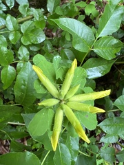Chamaecytisus supinus