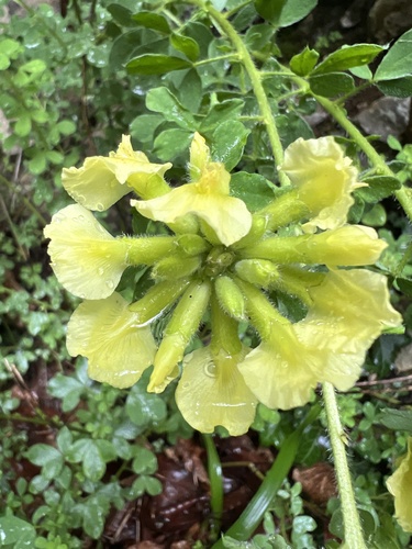 Chamaecytisus supinus, photograph 1