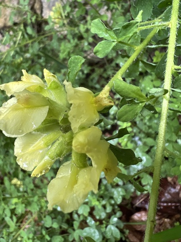 Chamaecytisus supinus, photograph 2