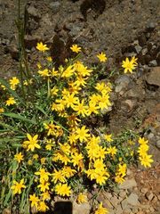 Eriophyllum lanatum integrifolium