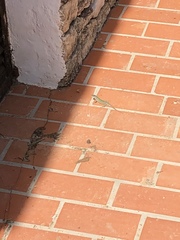 Podarcis pityusensis