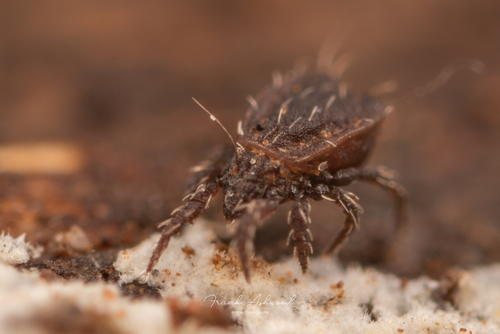 Nothrus palustris