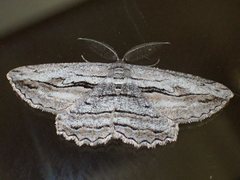 Scioglyptis loxographa