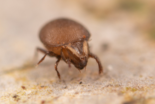 Xenillus clypeator